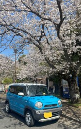 お花見日和
